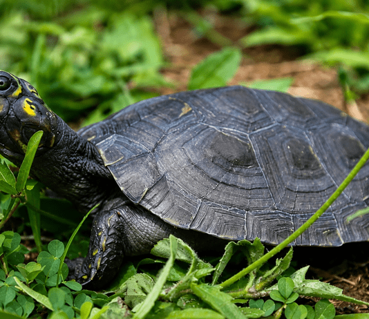 Liberarán más de siete mil tortugas y caimanes en áreas protegidas de Apure
