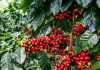 Empresas y productores de Lara aumentan exportaciones agrícolas con el café como principal rubro