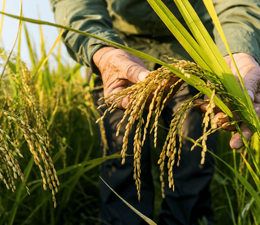Fevearroz propone revisar el precio del arroz antes de la cosecha y reporta 90% de avance en la siembra