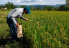 Productores de arroz en Portuguesa exigen precio de $0,49 por kilo