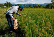 Productores de arroz en Portuguesa exigen precio de $0,49 por kilo