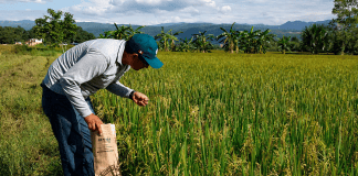 Productores de arroz en Portuguesa exigen precio de $0,49 por kilo