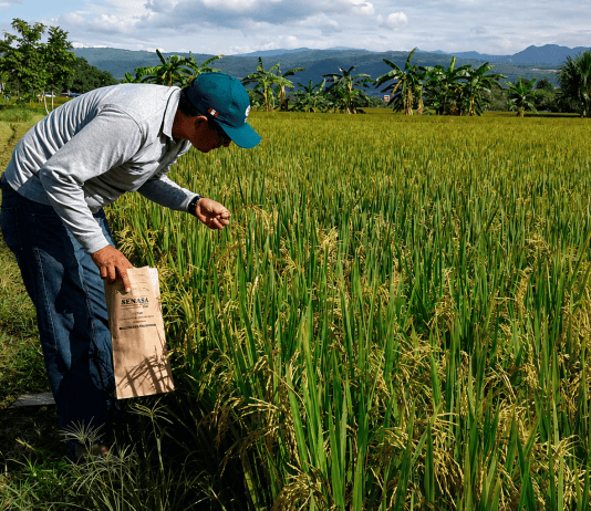 Productores de arroz en Portuguesa exigen precio de $0,49 por kilo para el ciclo actual Productores de arroz en Portuguesa exigen precio de $0,49 por kilo