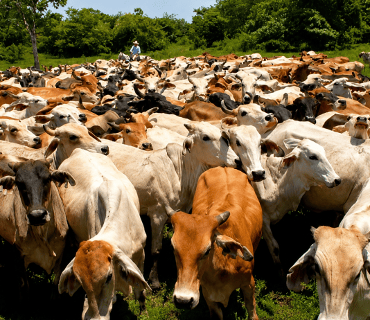 Venezuela inicia censo del ganado: esperan tener cifras del rebaño en 120 días Rebaño de ganado vacuno en un campo abierto, imagen referencial del sector ganadero venezolano y la producción agropecuaria