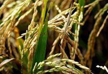 Sembradío de arroz en Portuguesa con espigas listas para cosecha 2026