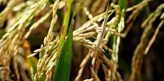 Sembradío de arroz en Portuguesa con espigas listas para cosecha 2026