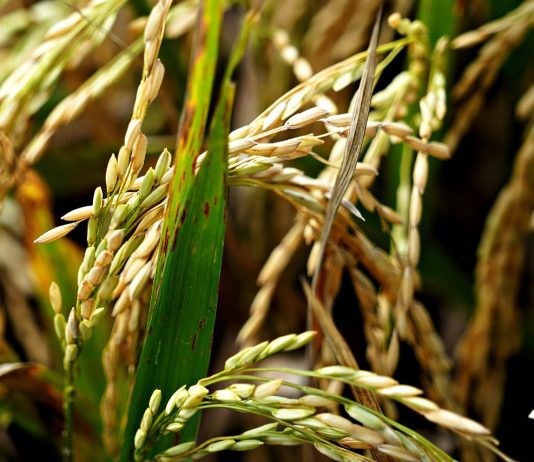 Productores de arroz en Portuguesa esperan definición del precio para la cosecha 2026 Sembradío de arroz en Portuguesa con espigas listas para cosecha 2026