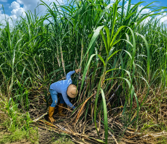 Cañicultores de Portuguesa alertan sobre impacto de azúcar refinada importada en la zafra 2026-2027 Personal técnico de Soca-Portuguesa realiza labores de monitoreo de plagas y control de maleza en cultivos de caña de azúcar
