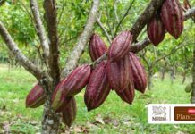 SAVOY® celebra 85 años sembrando el futuro del cacao venezolano con la entrega más de 85.000 plantas y árboles SAVOY® y Nestlé Venezuela impulsan la entrega de plantas y árboles para productores de cacao venezolano