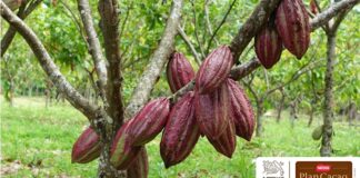 SAVOY® y Nestlé Venezuela impulsan la entrega de plantas y árboles para productores de cacao venezolano