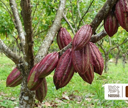 SAVOY® celebra 85 años sembrando el futuro del cacao venezolano con la entrega más de 85.000 plantas y árboles SAVOY® y Nestlé Venezuela impulsan la entrega de plantas y árboles para productores de cacao venezolano