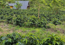 La ruta del café en Portuguesa: un recorrido entre las montañas de Biscucuy y Chabasquén Paisaje cafetalero de Biscucuy entre las montañas de Portuguesa