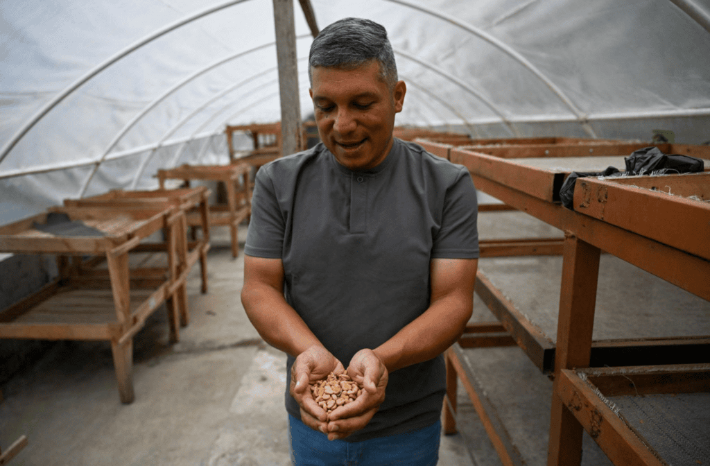 Secado de café en una finca de Biscucuy, Portuguesa