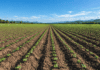 Campo agrícola con cultivos jóvenes sembrados en hileras