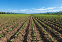 Especialista insta a redimensionar la siembra y proteger el agua ante la presencia del «Súper Niño» Campo agrícola con cultivos jóvenes sembrados en hileras