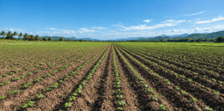 Campo agrícola con cultivos jóvenes sembrados en hileras