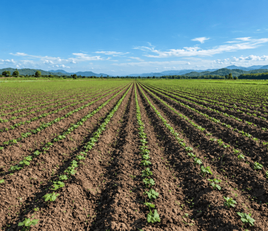 Especialista insta a redimensionar la siembra y proteger el agua ante la presencia del “Súper Niño” Campo agrícola con cultivos jóvenes sembrados en hileras